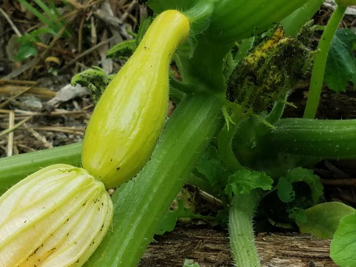 Yellow squash with aphids