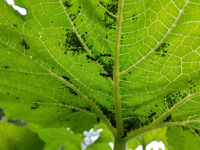 aphids under squash leaf