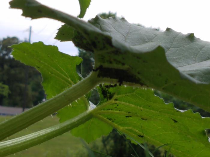 lots of aphids under squash leaf