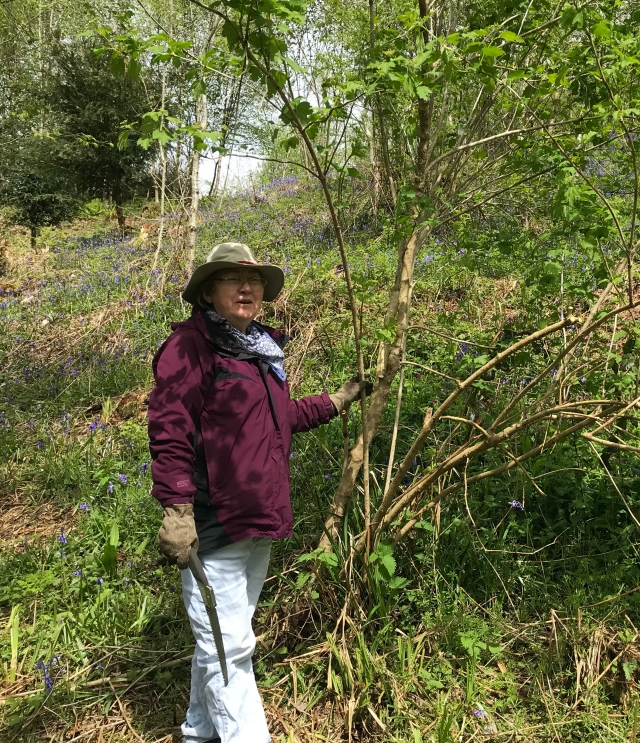 Anne harvesting cramp bark