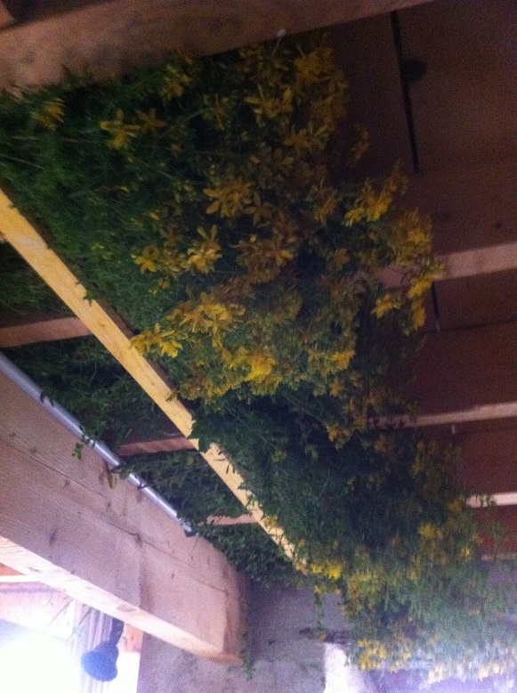 [Thumbnail for drying-st-johnstwort-on-ceiling.jpg]
