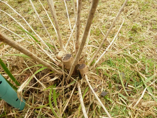 Medicinal small trees or bushes? (forest garden forum at permies)