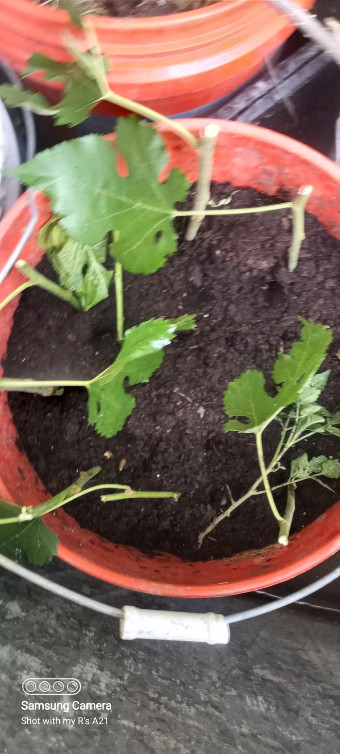 Mulberry cuttings. 