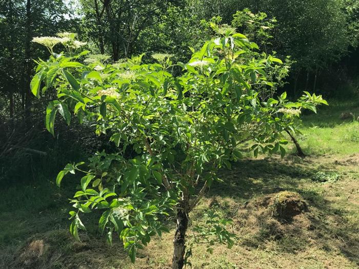 Pollarded elder (Sambucus nigra)