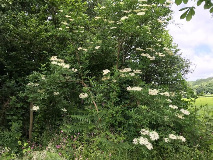 Elder flowering on woodland edge