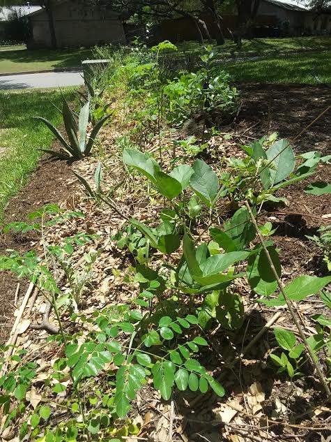 Front yard food forest hedge