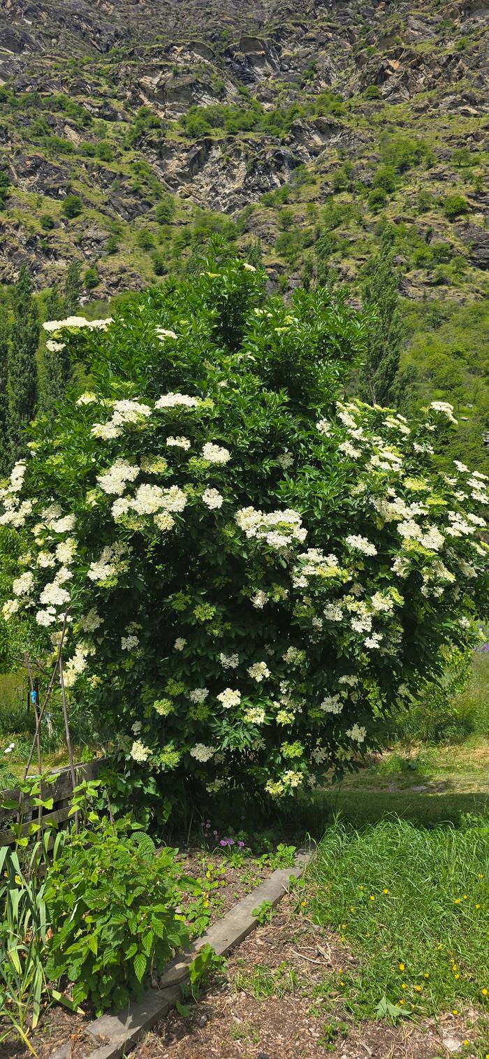 Elderberry tree in flower