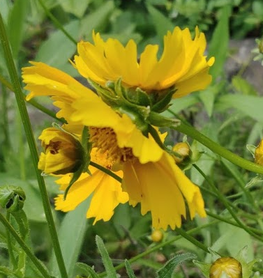 Double Headed Lanceleaf Coreopsis