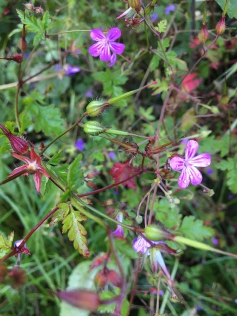 One of three types of what appear to be geraniums