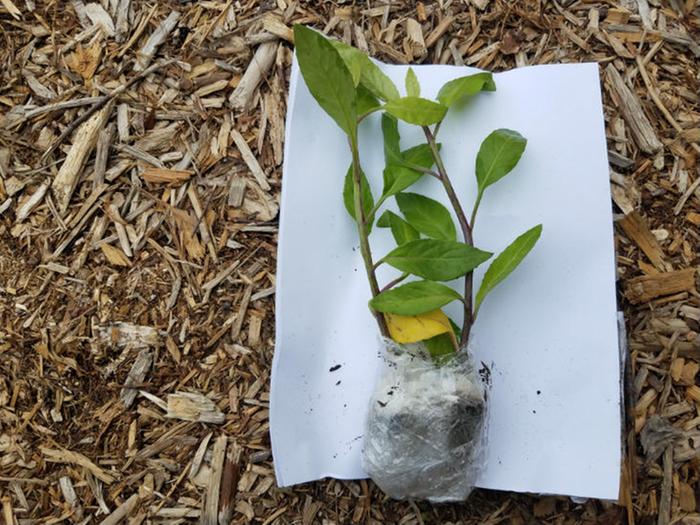 My 2 new longevity spinach plants