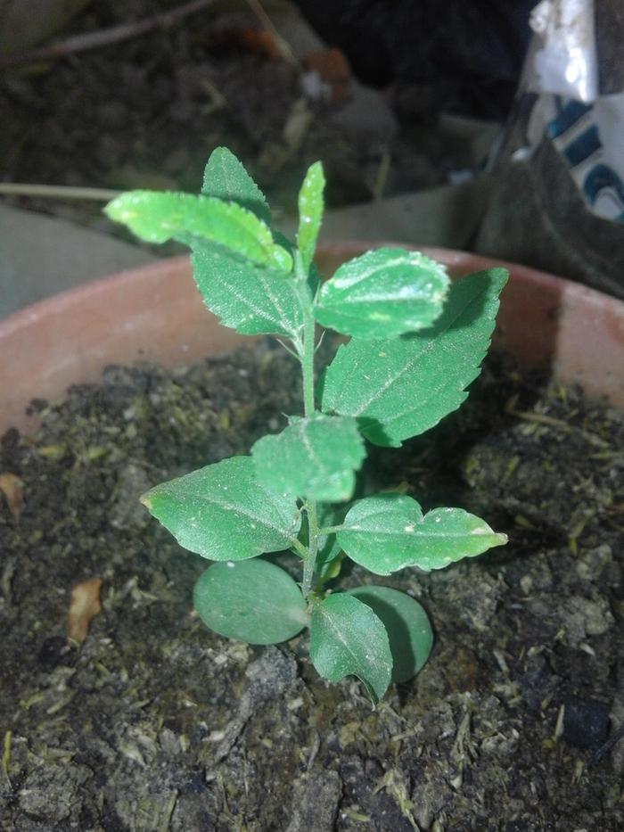 the plant