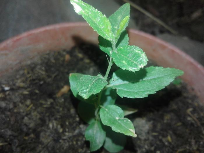 the plant