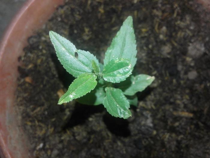 the plant