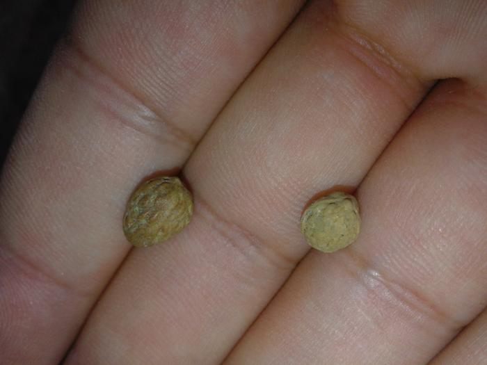 seed
