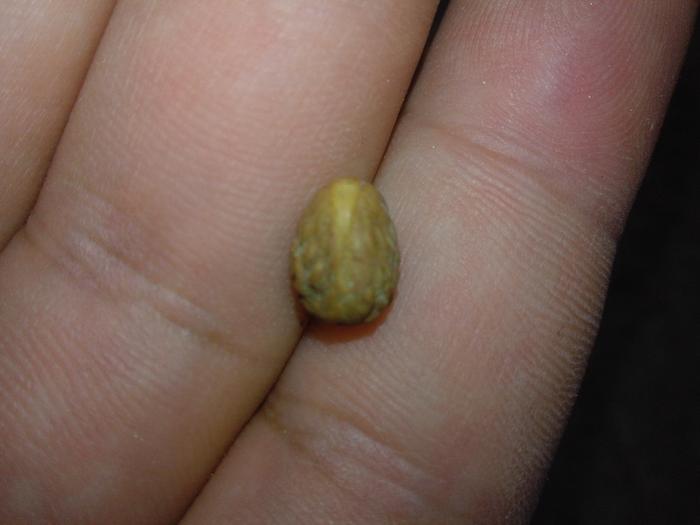 seed