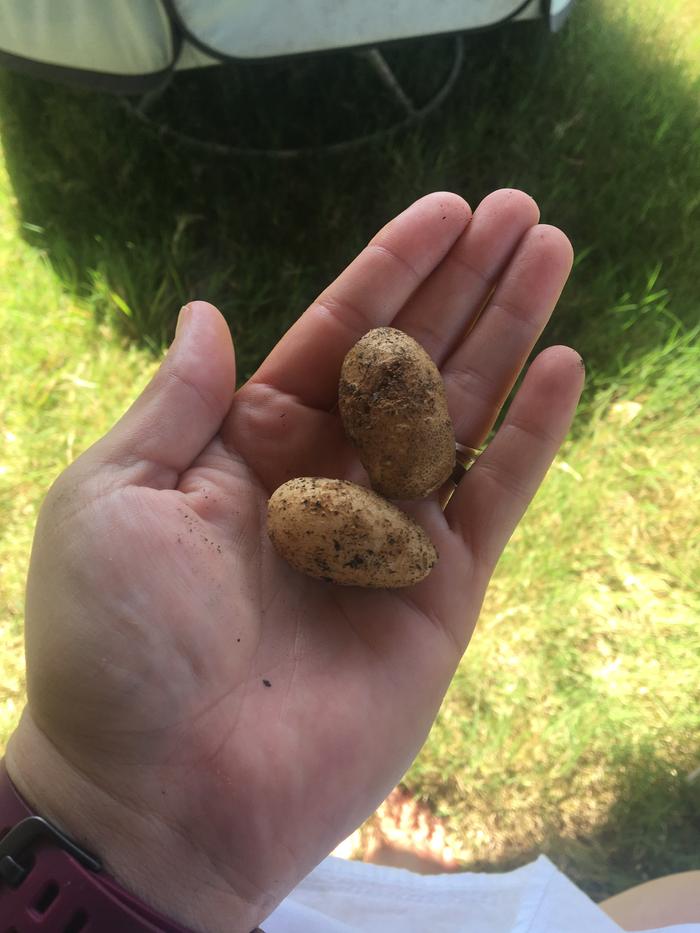 baby potatoes harvest