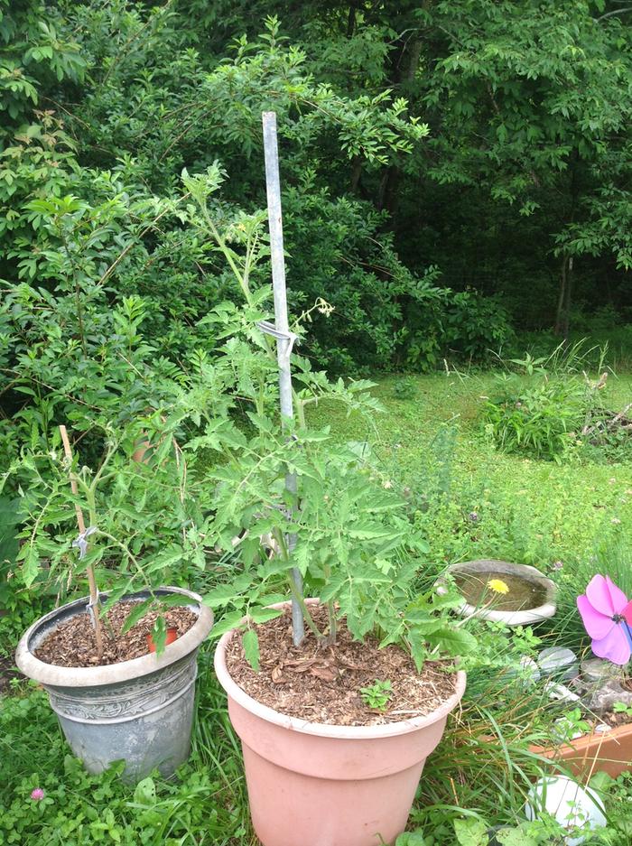 Cherry tomato in compost pot