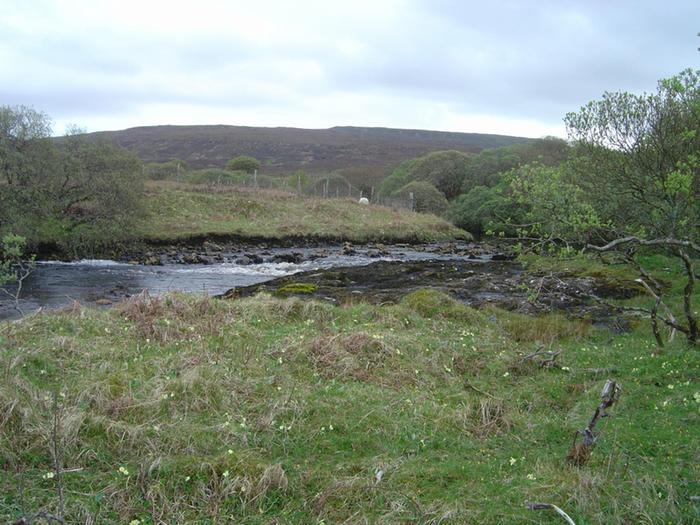 Primroses in grass on the river bank