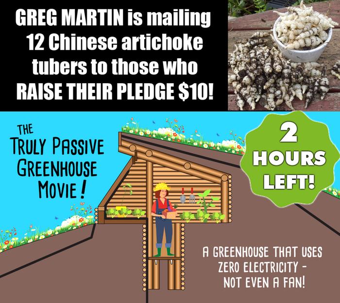 Dozen Chinese Artichokes for those who up their pledges before it ends!