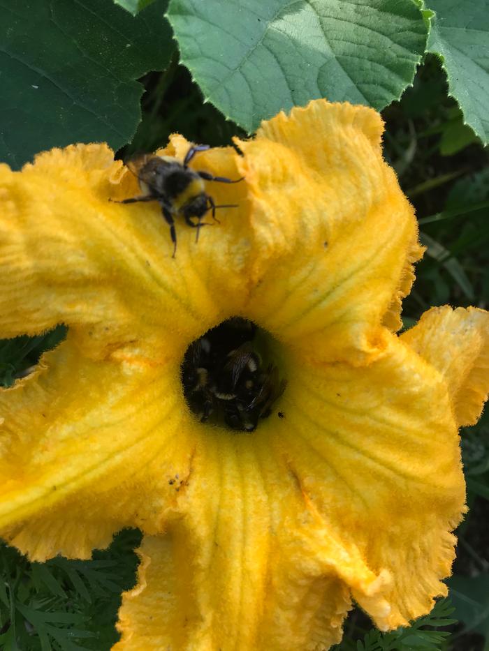 A pile of bees!
