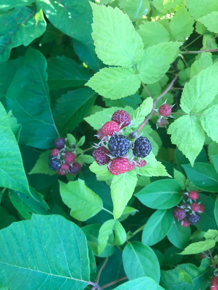 Ripe Black Raspberries