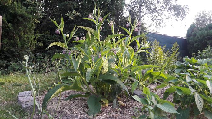my comfrey