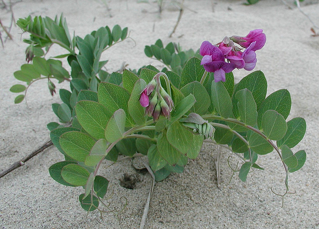 [Thumbnail for beach-pea.jpg]