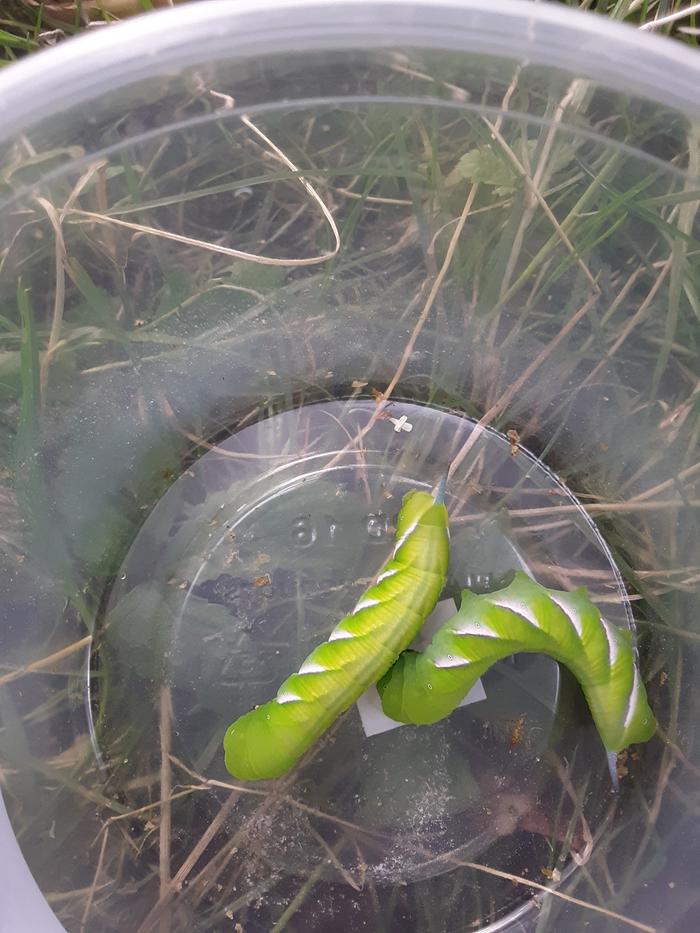 hornworms!