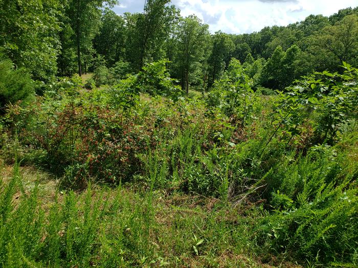 BlackBerry stands, on the south facing slope, to the pond