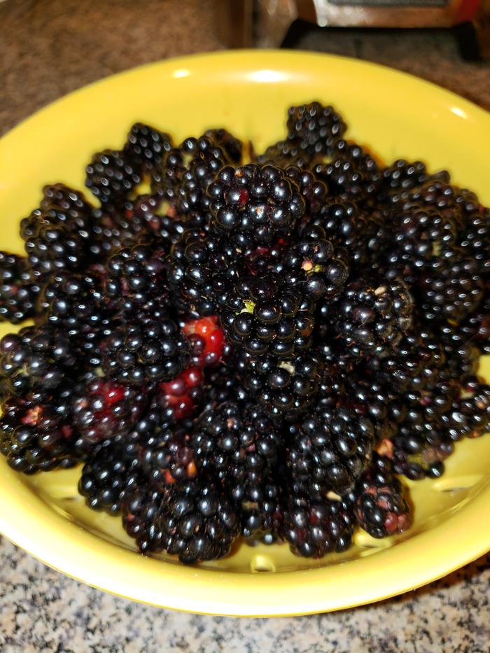 First dessert- sized harvest!