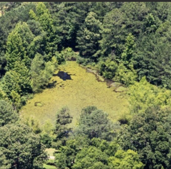 Overgrown pond and trees