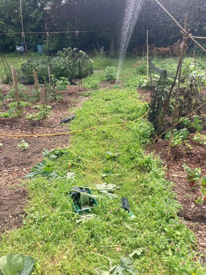 A grass path, full of weeds