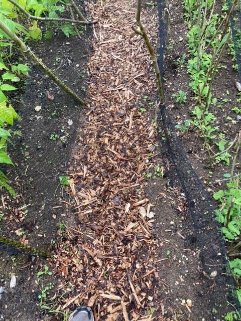 New style woodchip path between beds.