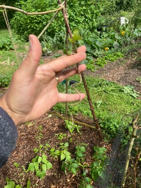 Bindweed is easy to handpull from the new mulch