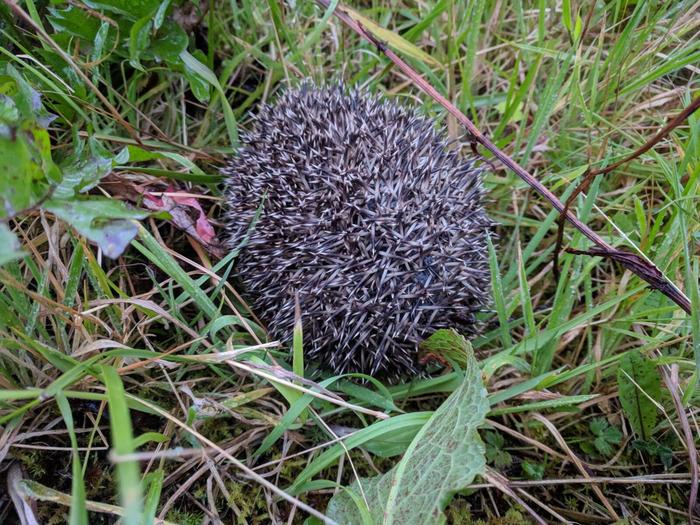 hedgehog rolled up into a ball in the grass