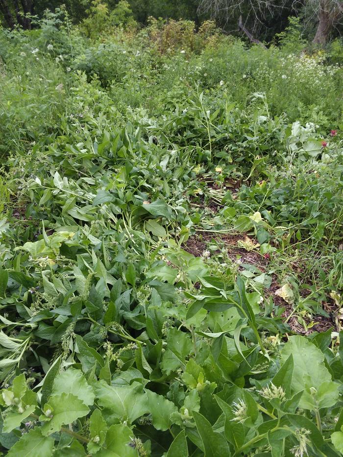  Stomped comfrey