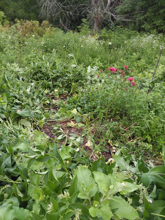 More stomped comfrey
