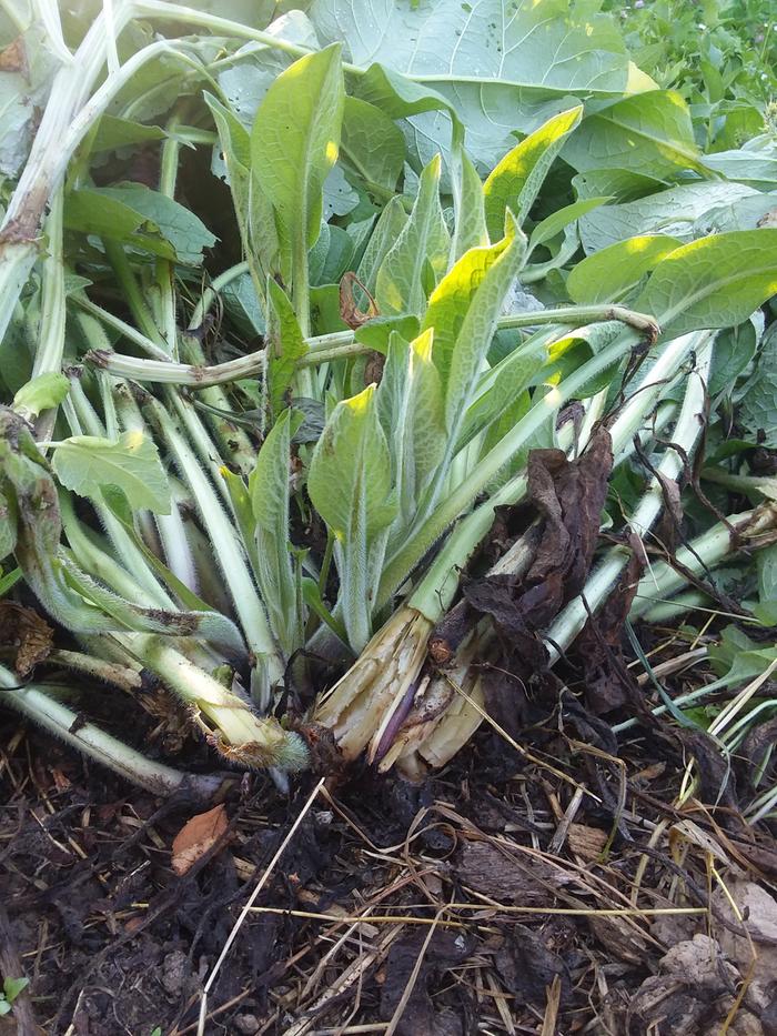 New stalks a few days old