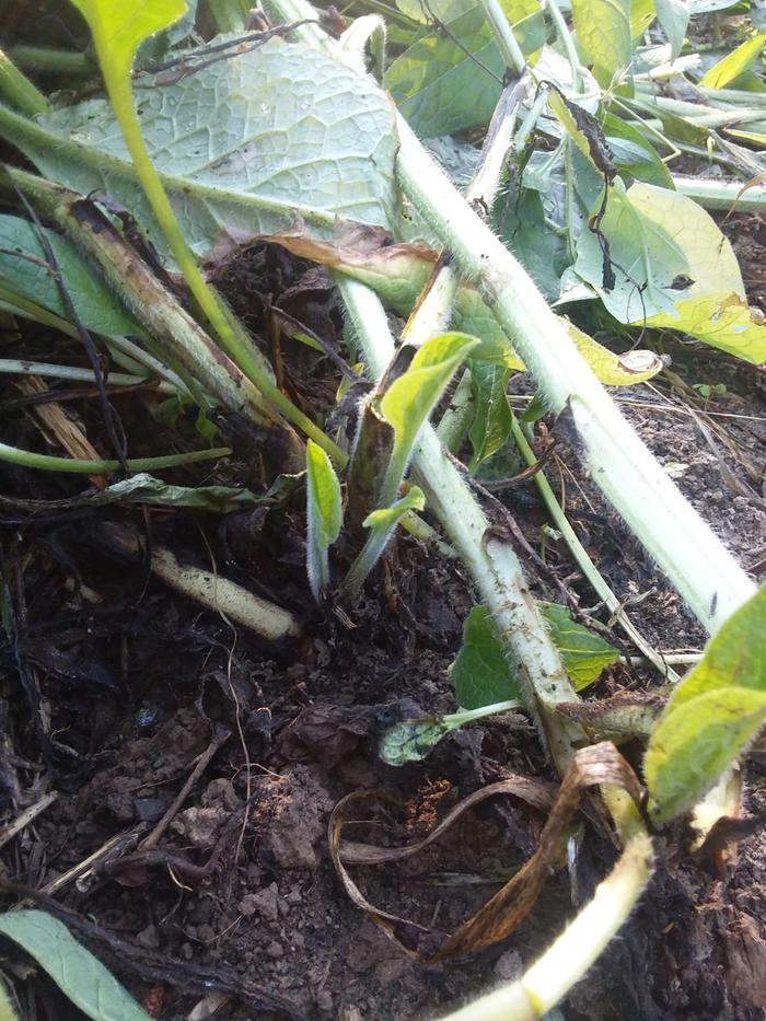 New stalks after one day