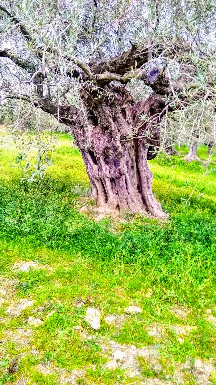 old-olive-tree