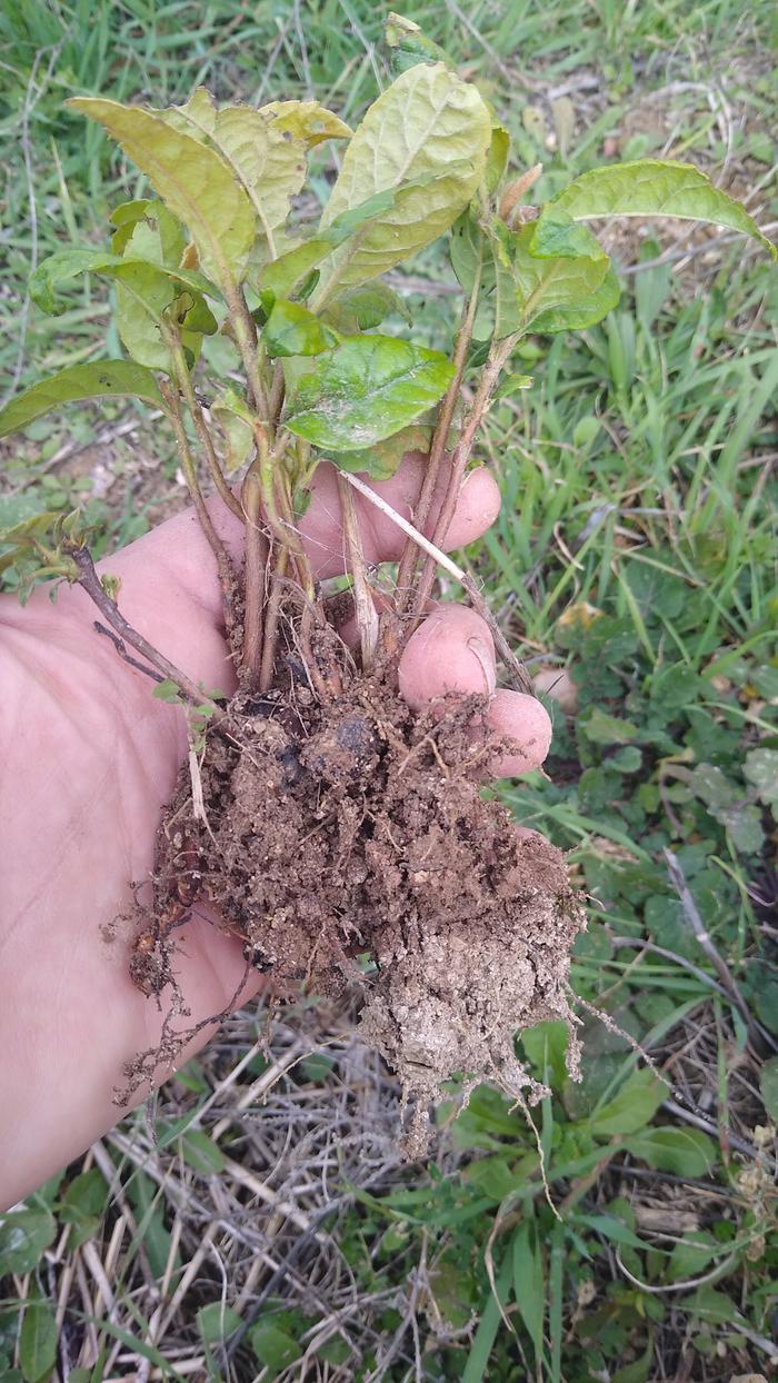 hand-holding-about-10-loquat-seedlings