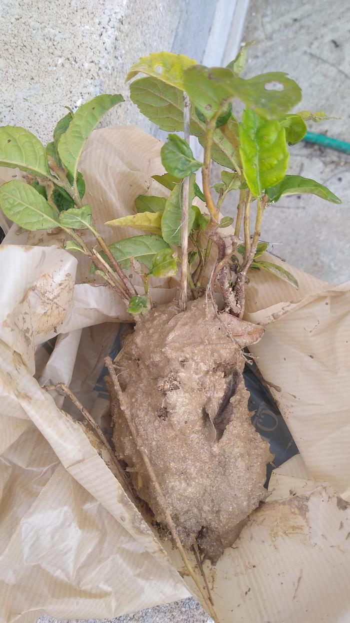 wet-soil-around-roots-loquat