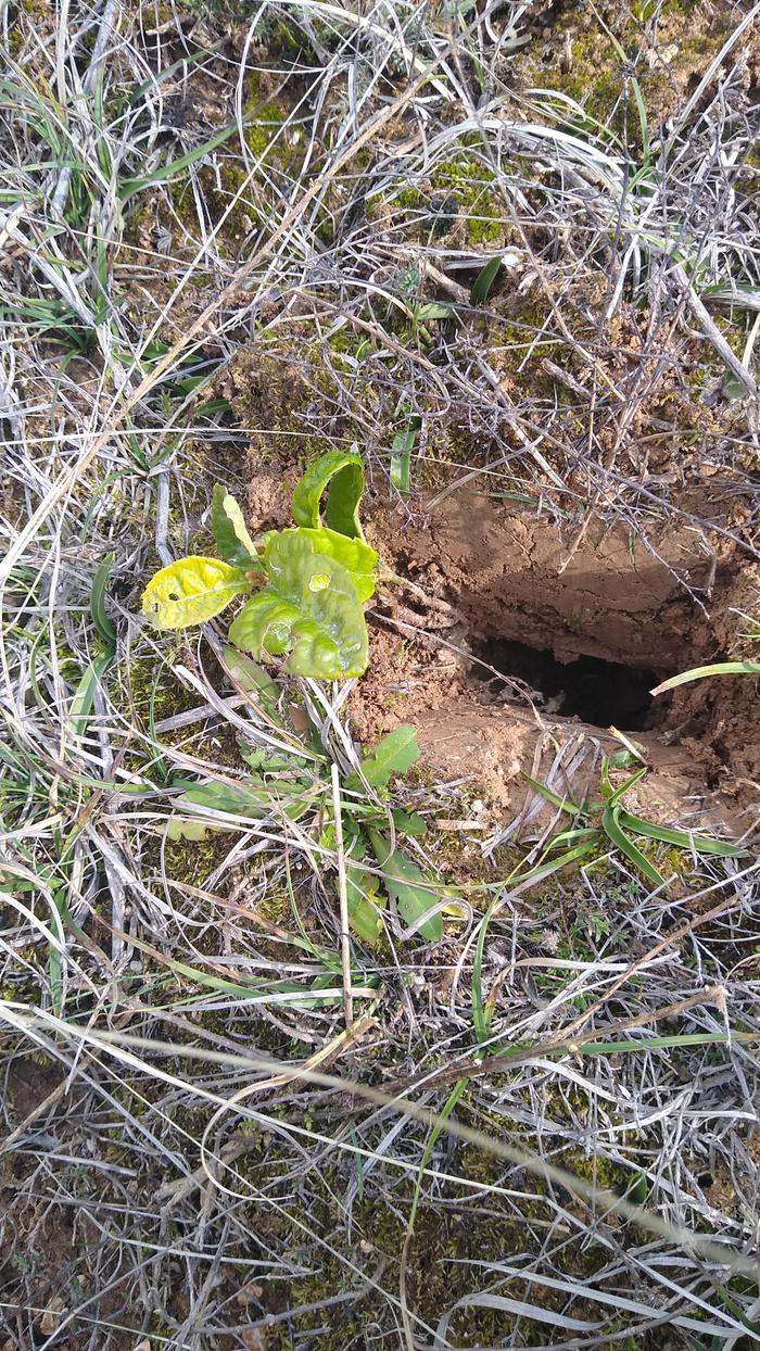 loquat-plant-beside-hole-for-planting