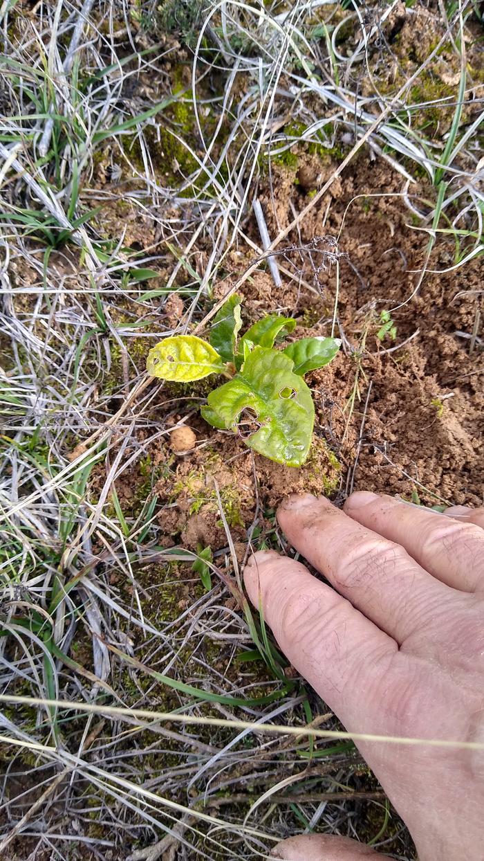 Loquat-planted