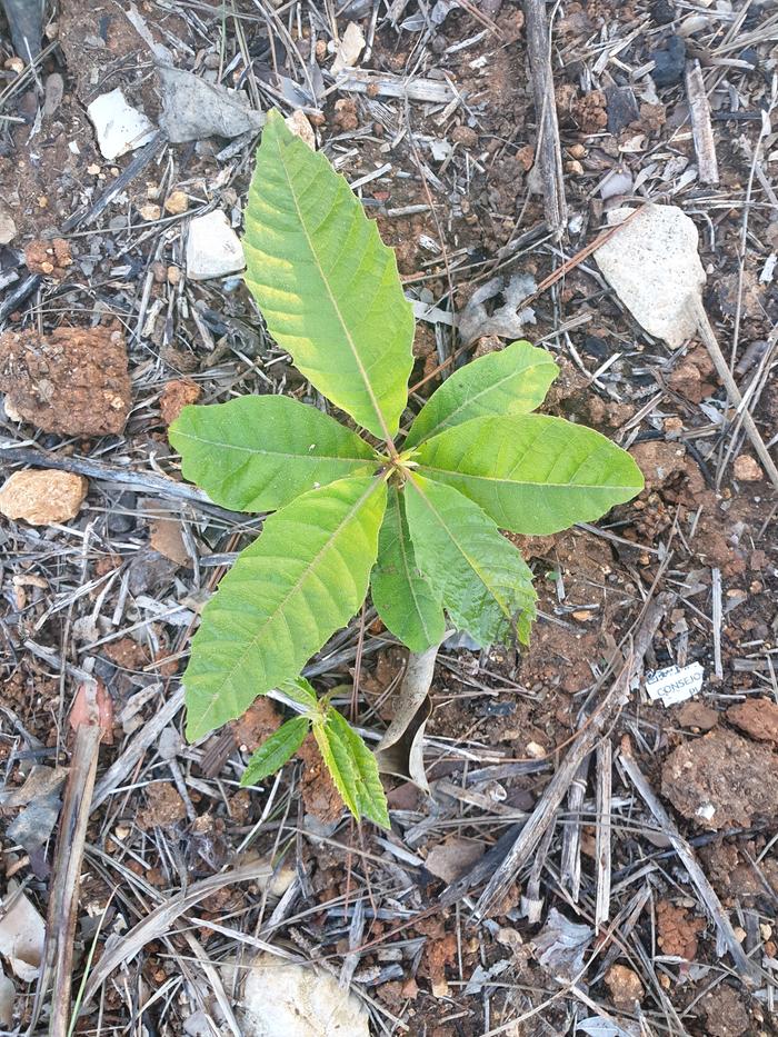 chestnuts-seedlings