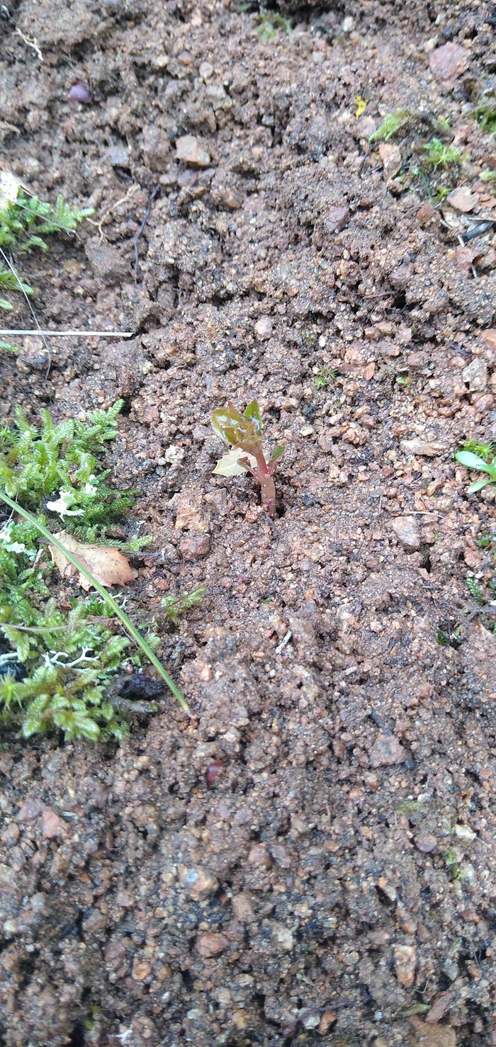 seedling-poking-out-of-the-soil