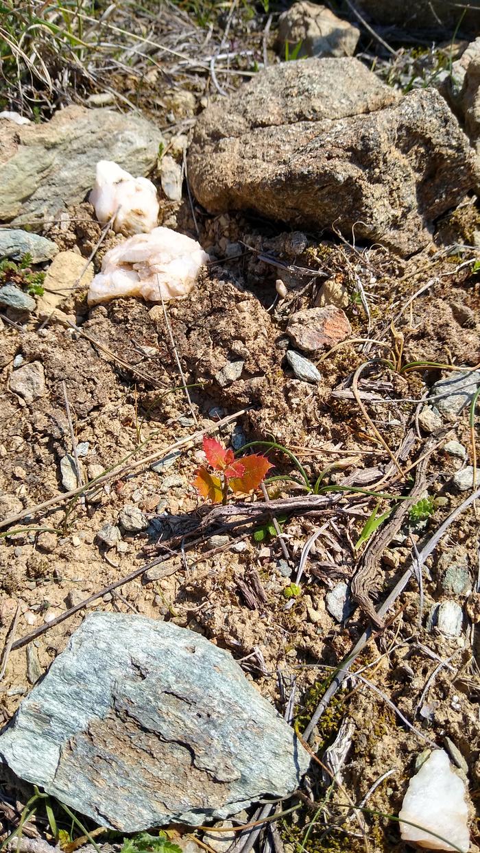 seedlings-amongst-rocks