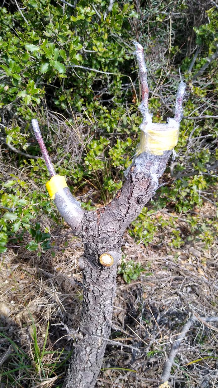 instant-free-fruit-tree.