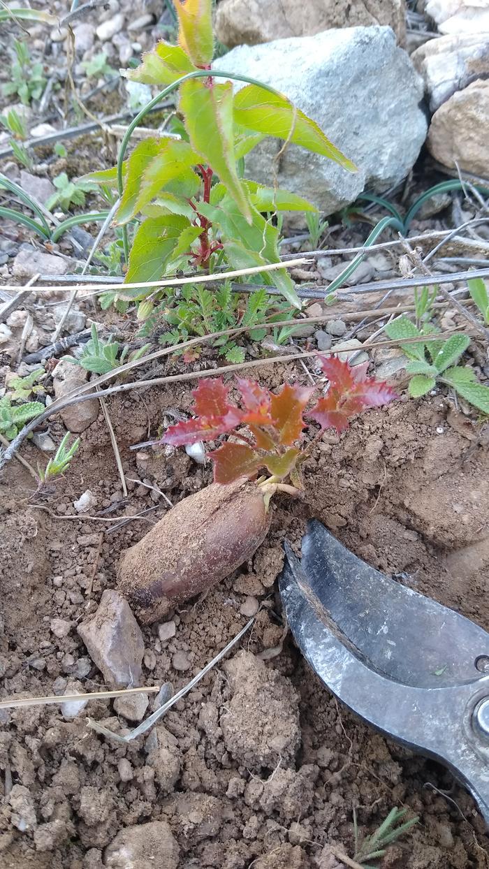 ever-green-oak-seedling-roots