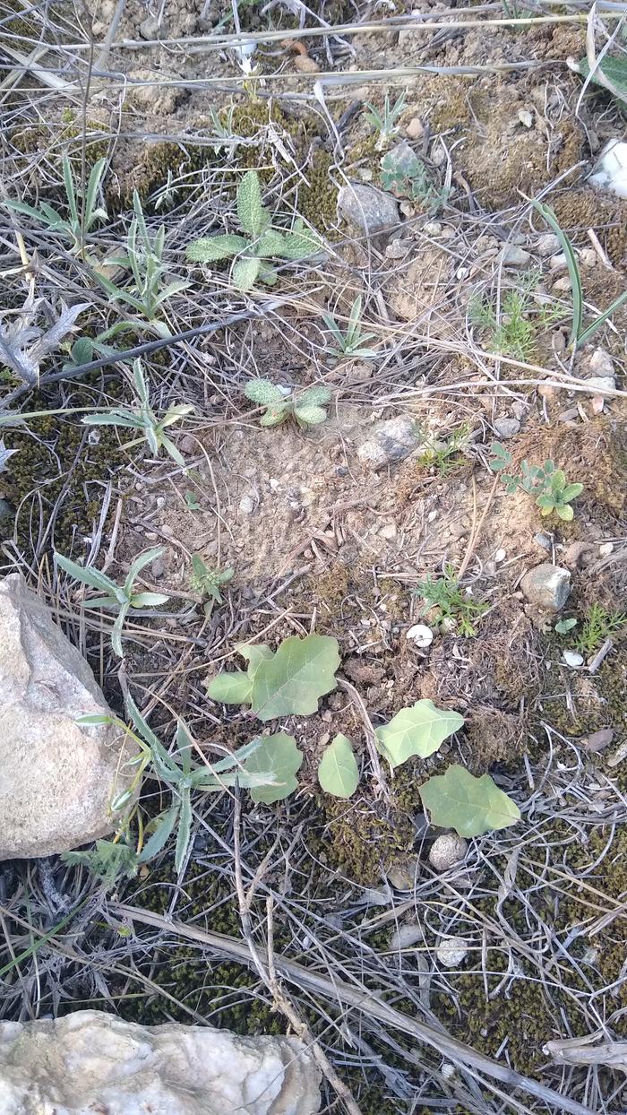  Oak-seedling-destroyed-leaves-left